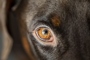 ניקוי עיניים לכלב